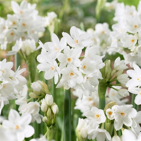 Paperwhite Narcissus Inbal | Best Indoor Flower Plants For Beginners | POPSUGAR Home UK Photo 6