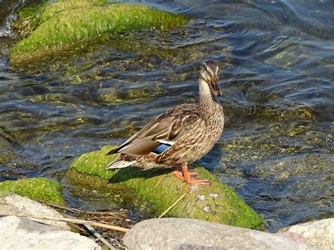 Duck Lake Summer - Free photo on Pixabay - Pixabay