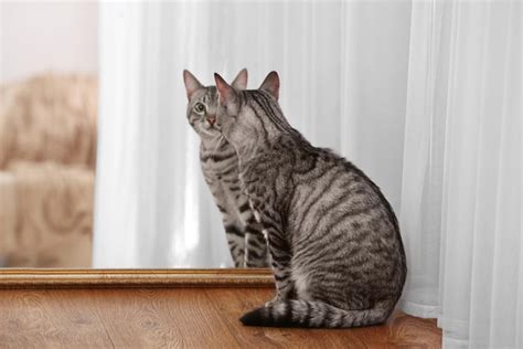 Premium Photo | Cute funny cat with mirror at home