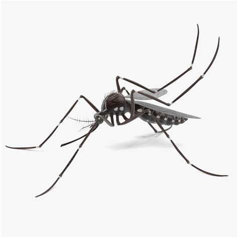 3d aedes aegypti