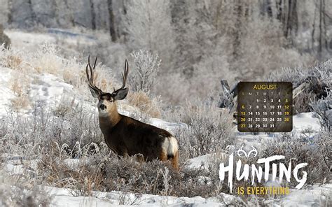 Whitetail Deer Screensaver HD wallpaper | Pxfuel