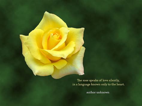 Rose quotes yellow rose quotes white rose quotes [] for your , Mobile ...