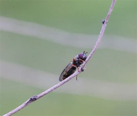 Firefly Habitat and Aquatic Life of Sungai Sepetang Will Be Destroyed ...