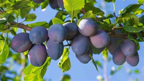 How to Prune a Plum Tree: The Ultimate Guide | Fantastic Gardeners AUS