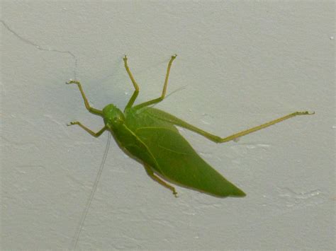 What insect looks like a green leaf? – true katydids – leaf bugs – Tjs Garden