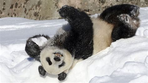 Adorable pandas caught playing in snow at National Zoo | Woman & Home