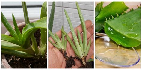 Cómo plantar aloe vera en una maceta | Salud180