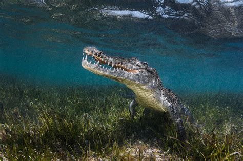 Greg Lecoeur Underwater and Wildlife Photography | American crocodile, Crocodylus acutus