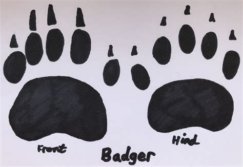 How to… Identify Animal Footprints | Laura's Wild World