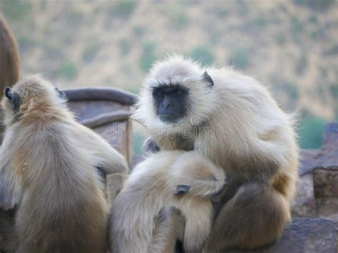 Indian Gray Langur Hanuman Monkeys Troops Resting on Mountain Stock ...