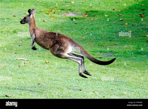 Kangaroo jumping away Stock Photo - Alamy