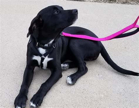 Black Labrador Retriever & Terrier Mix