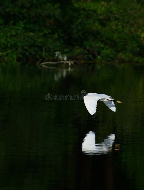 Great Egret Flying Over the Water with Reflection Stock Image - Image of breed, pond: 72882063