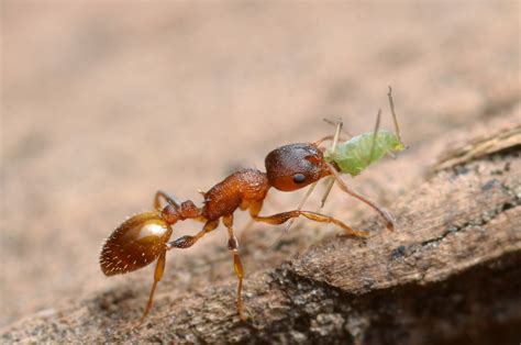 The ants go marching … methodically | Flipboard