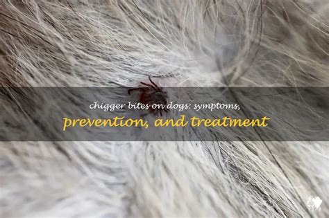 Chigger Bites On Dogs: Symptoms, Prevention, And Treatment | PetShun