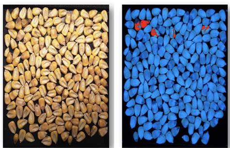 Detection methods – Groundnut Academy