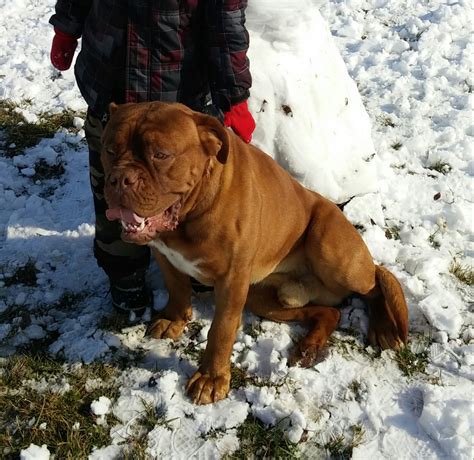 Dogue De Bordeaux Puppies For Sale | Springfield, KY #285705