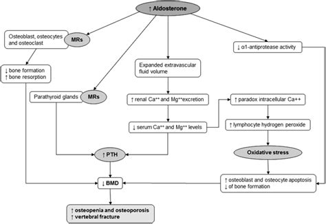 Mechanisms of action of aldosterone on bone metabolism. Aldosterone... | Download Scientific Diagram