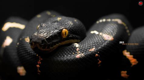 Snake Free HD Wallpapers and Backgrounds Download (37) http://www.urdunewtrend.com/hd-wallpapers ...