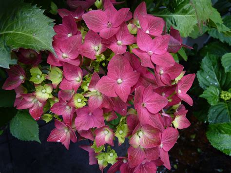 Garden tips on Hydrangea Care | HEDGE Garden Design & Nursery