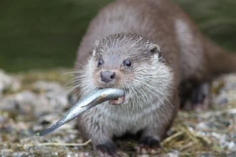 River Otter Diet and Predation Project — SeaDoc Society in 2021 ...