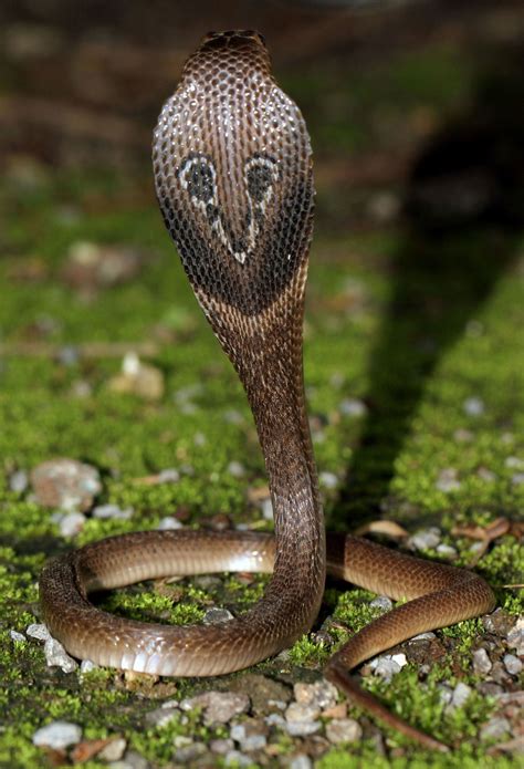 Indian Cobra (Naja naja) in Pune, India