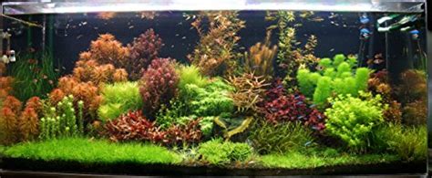 100 Live Aquarium Plants Tropical Aquatic Plants for your fish tank - Buy Online in KSA. Pet ...