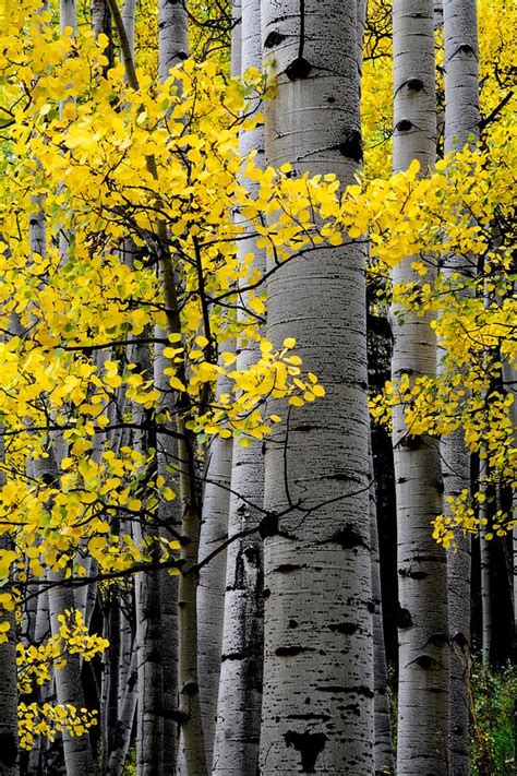 Aspen Trees Photograph - Edge Of Night by The Forests Edge Photography ...