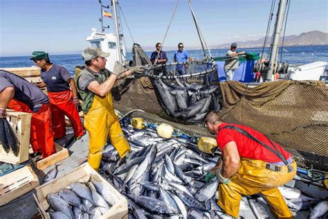 El estándar de pesca responsable de la flota atunera española se convierte en referente ...