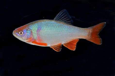 Red Shiner from Rio Grande River, Socorro County, NM, USA on May 8, 2018 at 12:19 PM by Thomas L ...