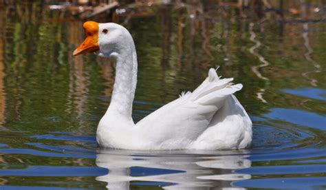 White Geese Breeds - Farmhouse Guide