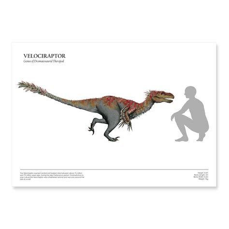 Human & Dinosaur Size Comparison Posters / Velociraptor A0+