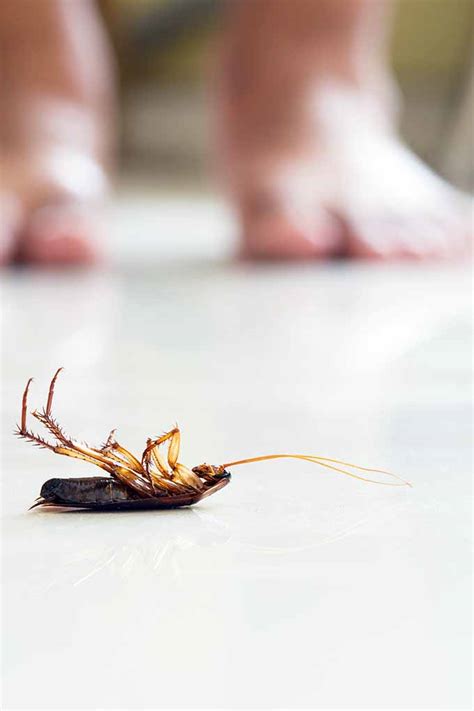 How to Get Rid of Cockroaches in Your Kitchen | Foodal