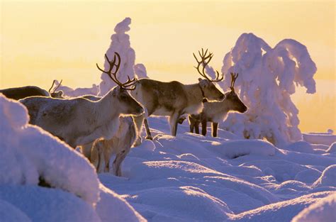 Lapland in Winter - Most Wonderful Season | Visit Finnish Lapland