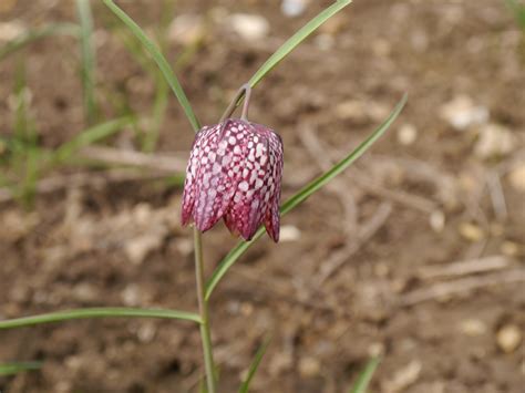 Fotos gratis : hoja, Produce, botánica, flora, flor silvestre, Fritillaria, Fotografía macro ...