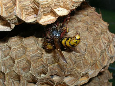 Japanese Hornets Nest by RonStonehenge on DeviantArt