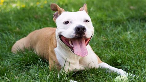 Buffalo Animal Shelter reducing adoption fees to combat overflow | wgrz.com