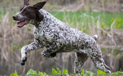 10 German Shorthaired Pointer Facts – American Kennel Club