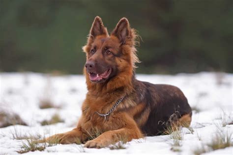 Liver German Shepherd: What's So Unusual About These GSDs?