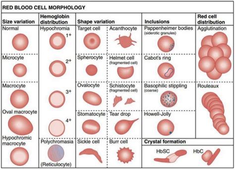 👉 MCHC Blood Test -What does it mean, Normal range (Low, High) (November 2021)