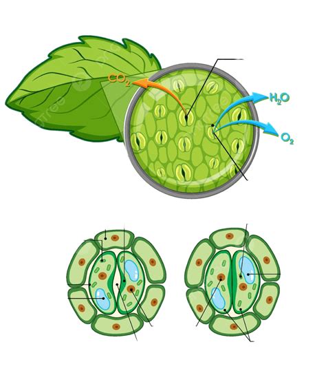 Diagram Showing Details Of Plant Cell Graphic Learning Biology Vector, Graphic, Learning ...