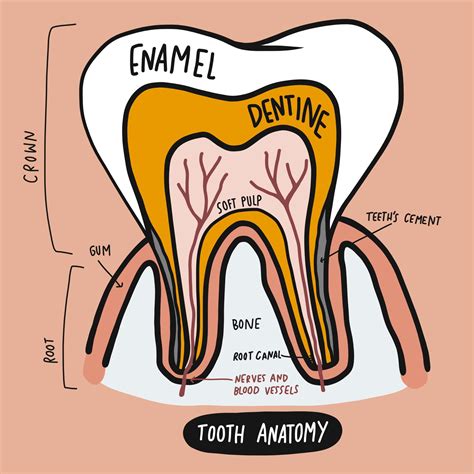 The Anatomy Of Your Teeth - Bethesda Family Dentistry