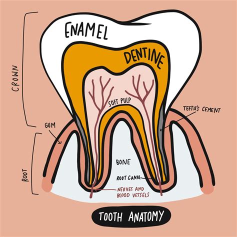 Canine Teeth Diagram