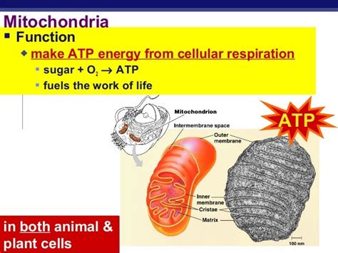 Chloroplast and Mitochondria