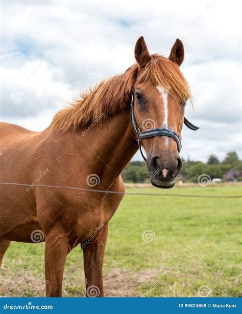 Red horse stock image. Image of portrait, grass, equine - 99824859