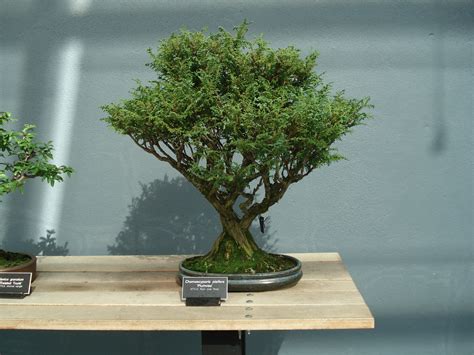 Archivo:Chamaecyparis Pisifera bonsai.JPG - Wikipedia, la enciclopedia ...