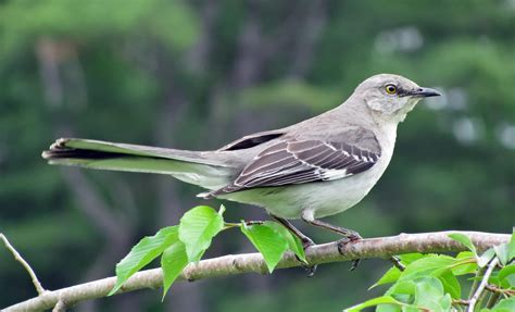 Mockingbird Texas State Color