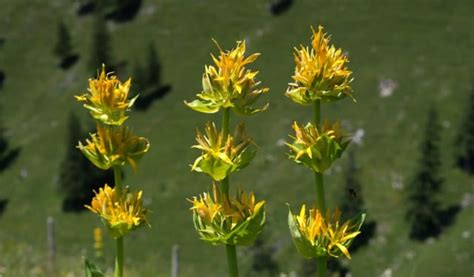 Gentian Root Health Benefits and Uses - Healthy Hildegard