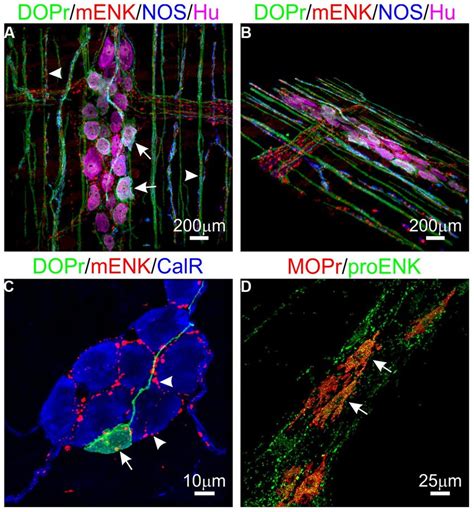 Expression of opioid receptors (ORs) and enkephalin in the enteric ...