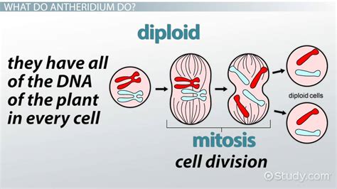 Antheridium: Definition & Function - Video & Lesson Transcript | Study.com